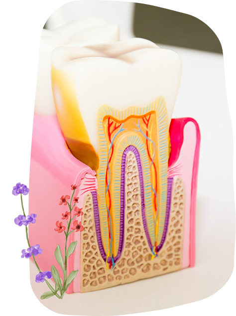 Model of a tooth showing the layers inside of it